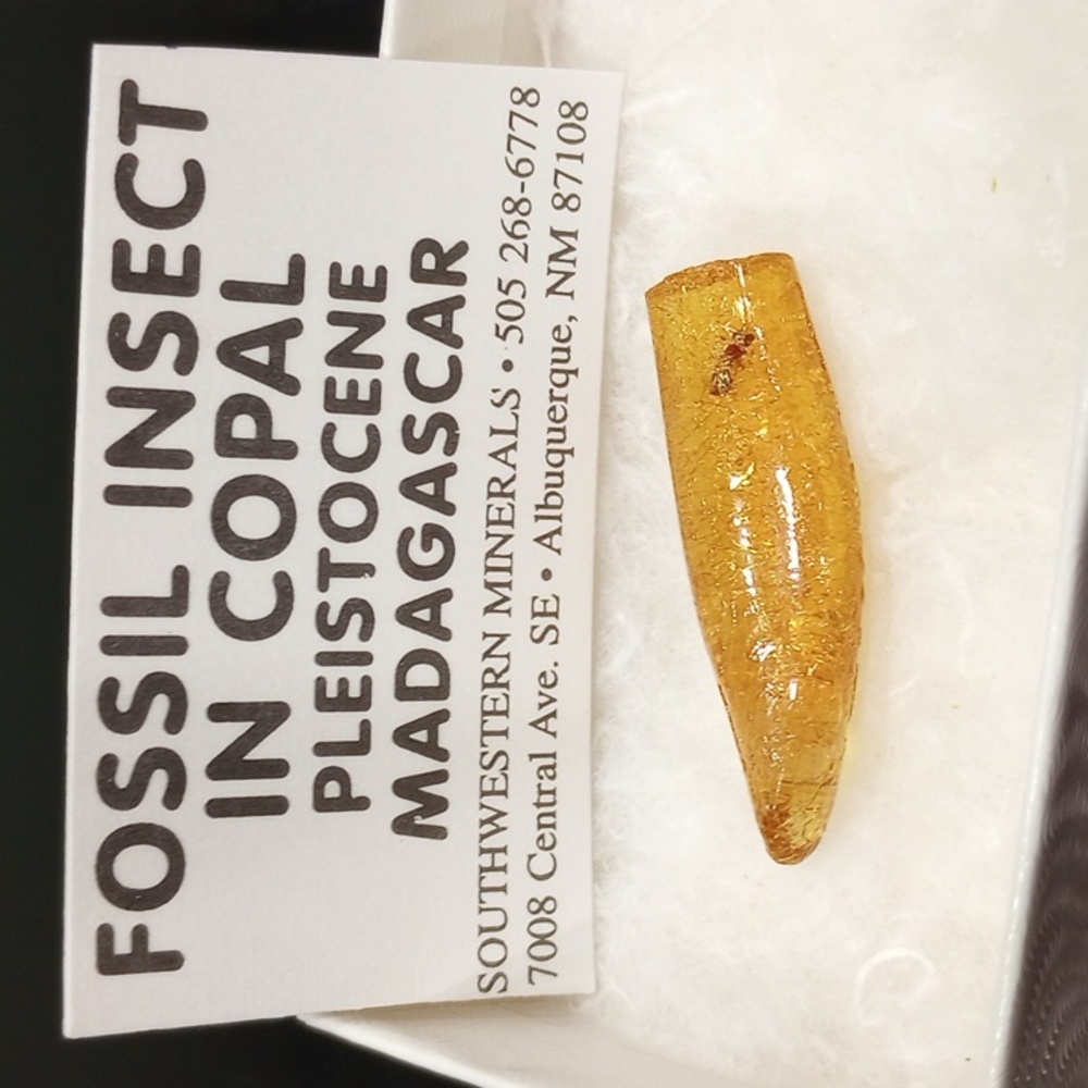 Fossil Insect in Copal Pleistocene Madagascar 1.25'' long